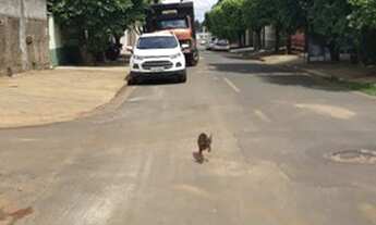 Imagem 4: Três Lagoas - Casa Padrão - Bela Vista