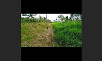 Imagem 3: Fazenda 120 alqueires! 25 km da BR transamazônica.? Pacajá..