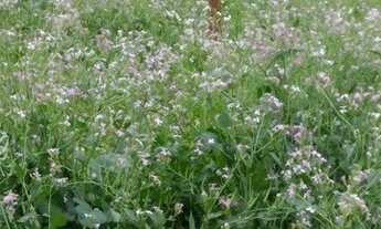 Imagem 4: Terreno em frente a Praça no Heimtal