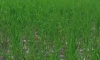 Imagem: Fazenda natividade