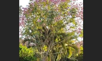 Imagem 4: Lote parcelado jardim tropical