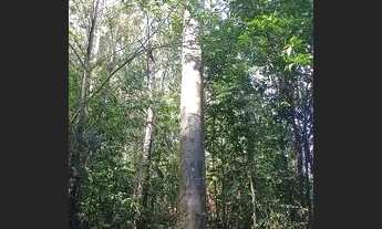 Imagem 2: Chácara 15 hectares, valor 169,800,00