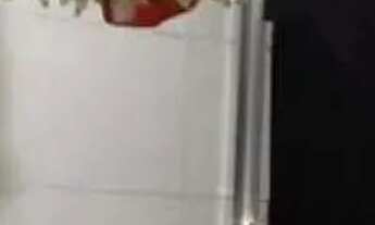 Imagem 6: Apartamento em Centro, Apartamento em São Vicente, Apartamento com 1 dorm, Apartamento à V