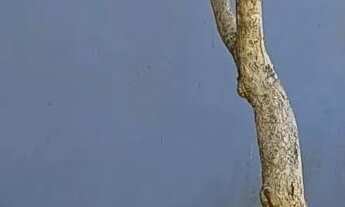 Imagem 4: Casa em Nonoai Casa com 3 dormitórios