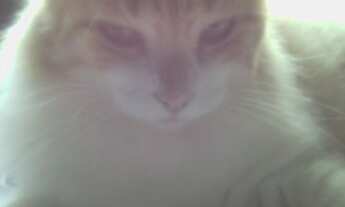 Imagem 2: Casa Casa com 4 dormitórios