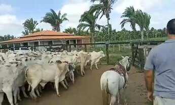 Imagem: FAZENDA EM SÃO MATEUS MA