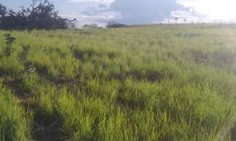 Imagem 2: Fazenda 50 Alqueires A venda Barato Barata Tocantins Goias Porto Nacional Pasto Gado Plant