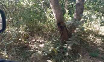 Imagem 7: Gleba 314 Hectares,Escriturada,geo Referenciada...Potencial Pastagem e Eucaliptoss