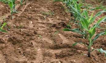 Imagem 4: Fazenda/Sítio/Chácara para venda possui 0 metros quadrados em Zona Rural - Cocalinho - Mat