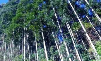 Imagem 6: Chácara 15 hectares, valor 169,800,00