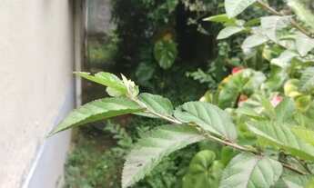 Imagem 3: Casa em Castelanea. Rua Cond Deu - Acesso por 80 escadas. nao tem garagem. Nao aceita fina