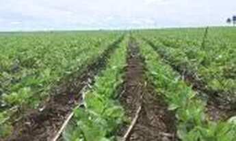 Imagem 5: Imóvel para venda possui 2675 metros quadrados em r - Sapezal - MT