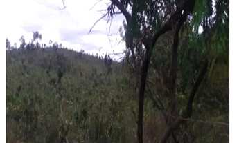 Imagem 2: Chácara Área Rural Terreno Rural RAJADINHA II mesma area do Paranoá DF 2.500 m²