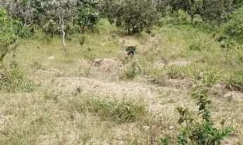 Imagem 4: VENDO 4 ALQUEIRES RURAL