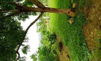 Imagem: Vendo uma fazenda