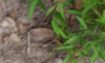 Imagem 6: Vendo fazenda em Nazaré das farinha