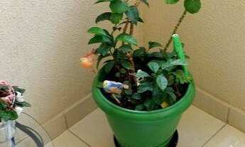 Imagem 6: Apartamento com 3 dormitórios à venda, 72 m² - Jardim do Mar - São Bernardo do Campo/SP