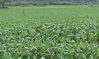 Imagem 3: Fazenda 391 alqueire plantando soja Vale do Araguaia