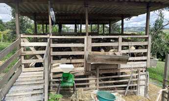 Imagem 6: Sítio com 2,5 hectares com muita água , na zona rural de gravata !