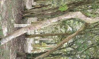 Imagem 2: Casa de Condomínio à venda na Avenida Pontal de Guaratuba, Costa do Sol, Bertioga - SP
