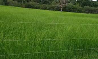 Imagem 3: Fazenda/Sítio/Chácara para venda possui 0 metros quadrados em Zona Rural - Cocalinho - Mat