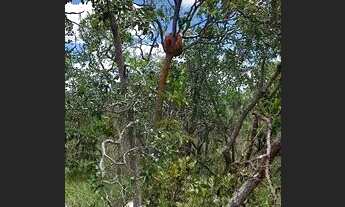 Imagem 5: Gleba 314 Hectares,Escriturada,geo Referenciada...Potencial Pastagem e Eucaliptoss
