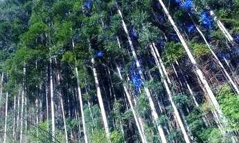 Imagem 5: Chácara 15 hectares, valor 169,800,00