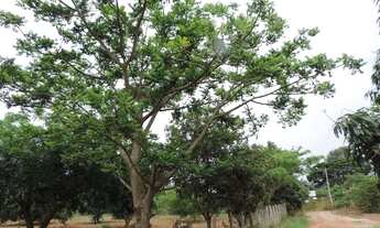 Imagem 3: Vendo Chácara 64 - Cascalheira - área total de 19.534.272 m²