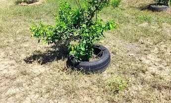 Imagem 4: Chácara para Venda e Locação, Barão Melgaço , Barão de Melgaço, MT