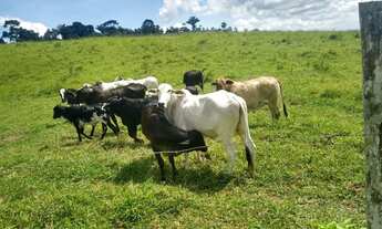 Imagem 6: Vendo Excelente Fazenda Em Gandu ba
