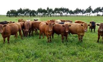 Imagem 3: AB-Fazenda/Sítio/Chácara para venda com 120000 metros quadrados com 4 quartos