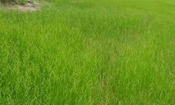 Imagem 6: Fazenda/Sítio/Chácara para venda possui 0 metros quadrados em Zona Rural - Cocalinho - Mat