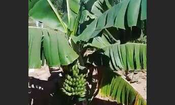 Imagem 3: Sítio top a venda