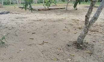 Imagem: Atravessa a marina do Davi.comunidade abelha