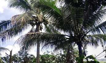 Imagem 2: Sítio em Joaquim Gomes