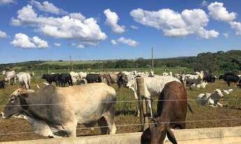 Imagem: Fazenda em Parauapebas