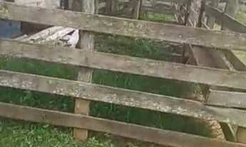 Imagem 5: Fazenda com casa sede e casa de caseiro à venda