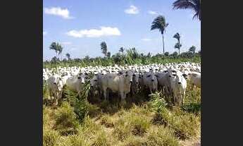 Imagem 3: Fazenda com 7400 hectares no Cantá/RR a 120 km de Boa Vista