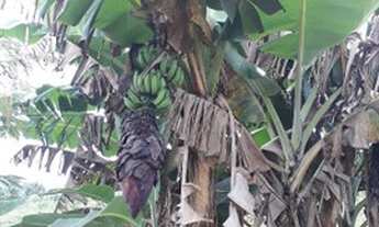 Imagem: Vdo excelente chácara