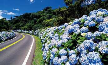 Imagem 7: Gramado - Apartamento Padrão - Carniel