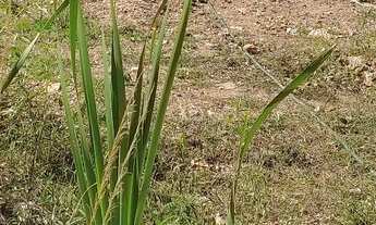 Imagem 2: Vendo ou Troco terreno por carro