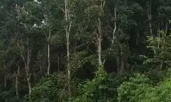 Imagem 6: Rodovia Am 010, Área Rural com 1.500ha com 106ha de mogno Amazônico