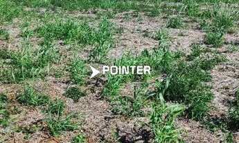 Imagem 6: Fazenda á venda com 1.742 hectares em Doverlândia - Goiás