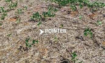 Imagem 7: Fazenda á venda com 1.742 hectares em Doverlândia - Goiás