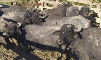 Imagem 2: Vende se uma Fazenda 60 Alq. em Guaraqueçaba e um Sitio em Paranaguá 14 Alq