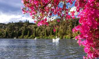 Imagem 5: Gramado - Apartamento Padrão - Avenida Central