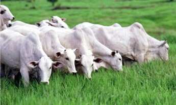 Imagem 2: Fazenda com 7400 hectares no Cantá/RR a 120 km de Boa Vista