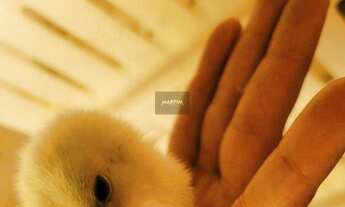 Imagem 7: Sítio, ITAPIRA, Itapira - R$ 4.5 mi, Cod