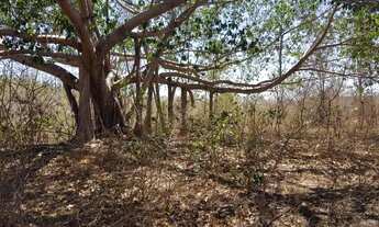 Imagem 4: Gleba 314 Hectares,Escriturada,geo Referenciada...Potencial Pastagem e Eucaliptoss