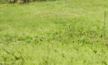 Imagem 3: Sitio são bento uraina 5 alqueires